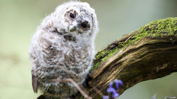 Chouette hulotte (Strix aluco) juvénile / Getty Images